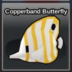 Copperband Butterfly